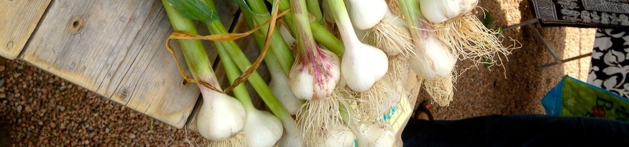 F2R Onions